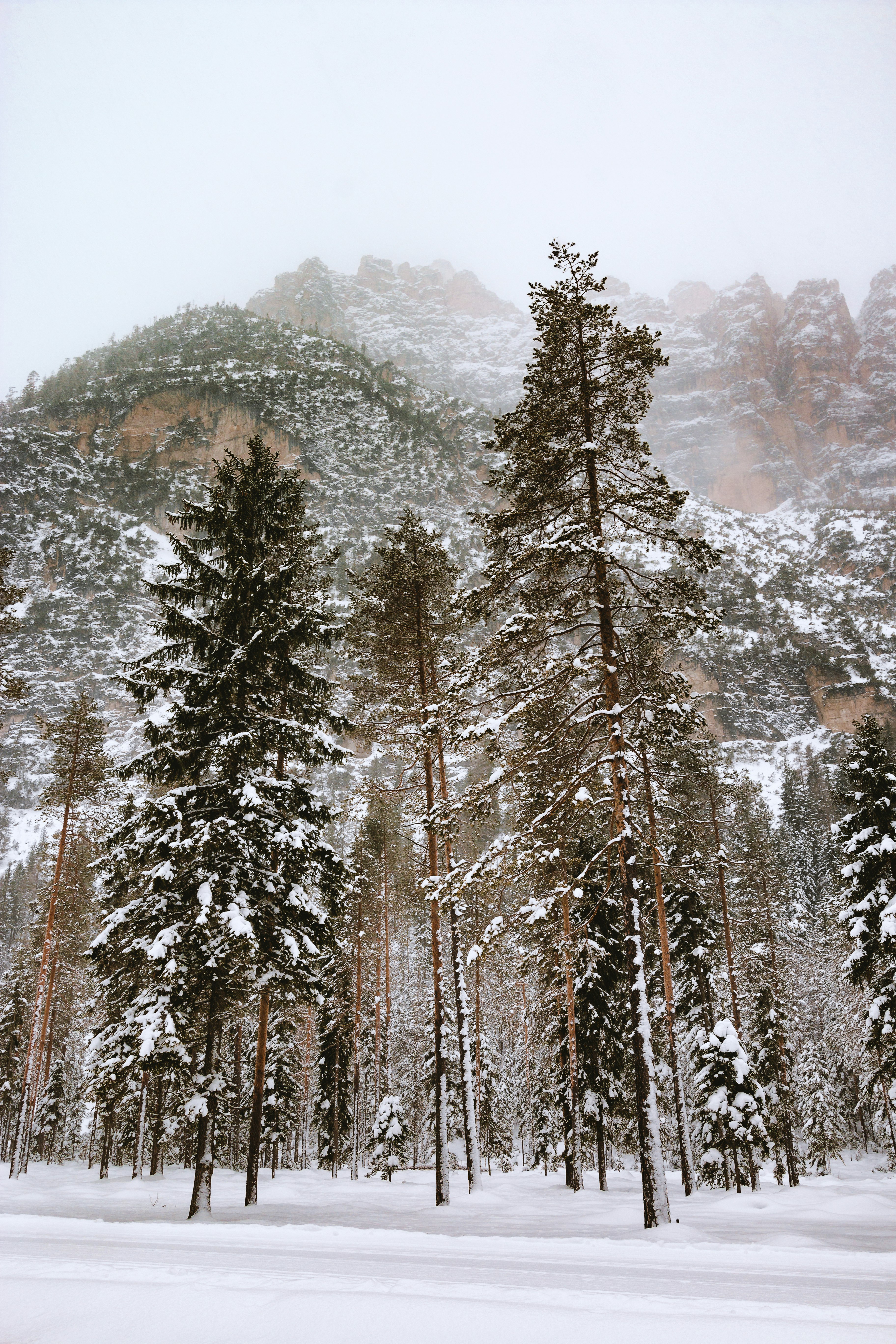 low-angle photography of snow covered trees